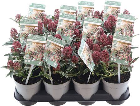 Горшечные цветы и растения оптом Skimmia Jap Mystic Marlot 5+ от 12шт из Голландии с доставкой по России