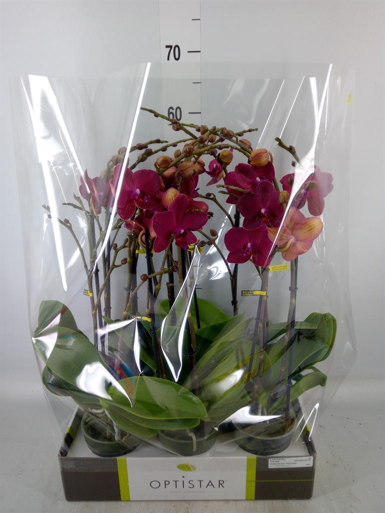 Горшечные цветы и растения оптом Phalaenopsis   ...red от 6шт из Голландии с доставкой по России