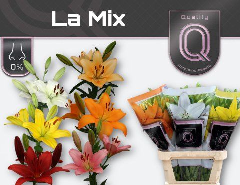 Срезанные цветы оптом Lilium la mix in bucket от 60шт из Голландии с доставкой по России