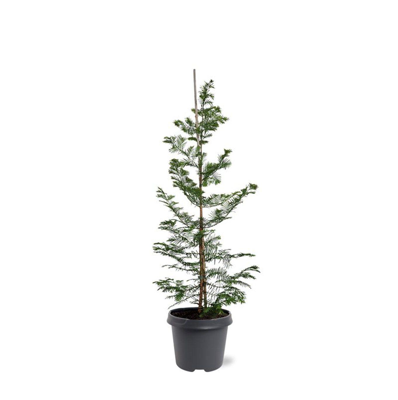 Горшечные цветы и растения оптом Metasequoia Glyptostroboïdes от 1шт из Голландии с доставкой по России