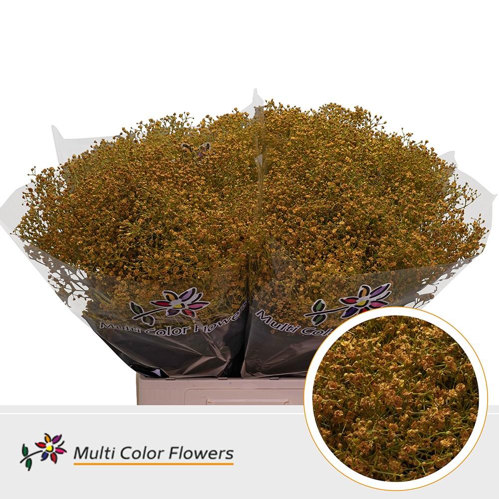 Срезанные цветы оптом Gyps fine paint ocher yellow от 100шт из Голландии с доставкой по России