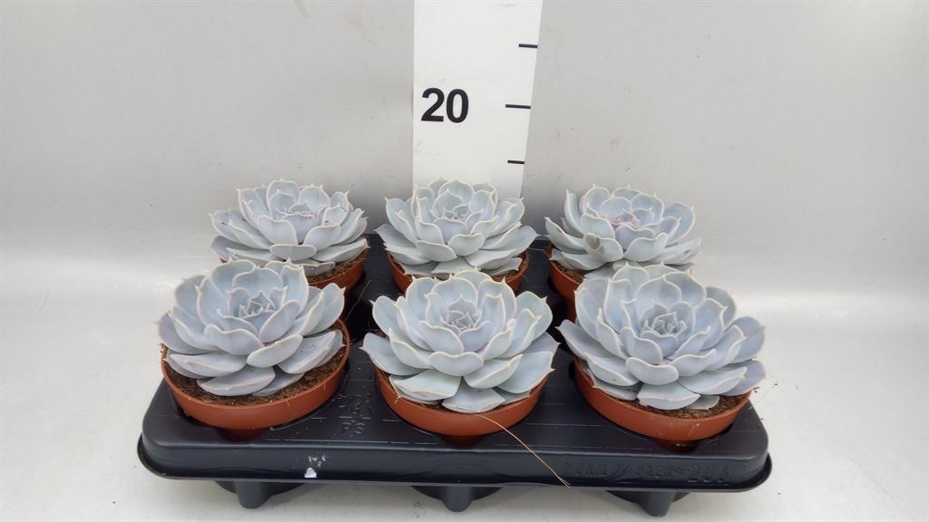 Горшечные цветы и растения оптом Echeveria Silver Pearl Pearls от 6шт из Голландии с доставкой по России