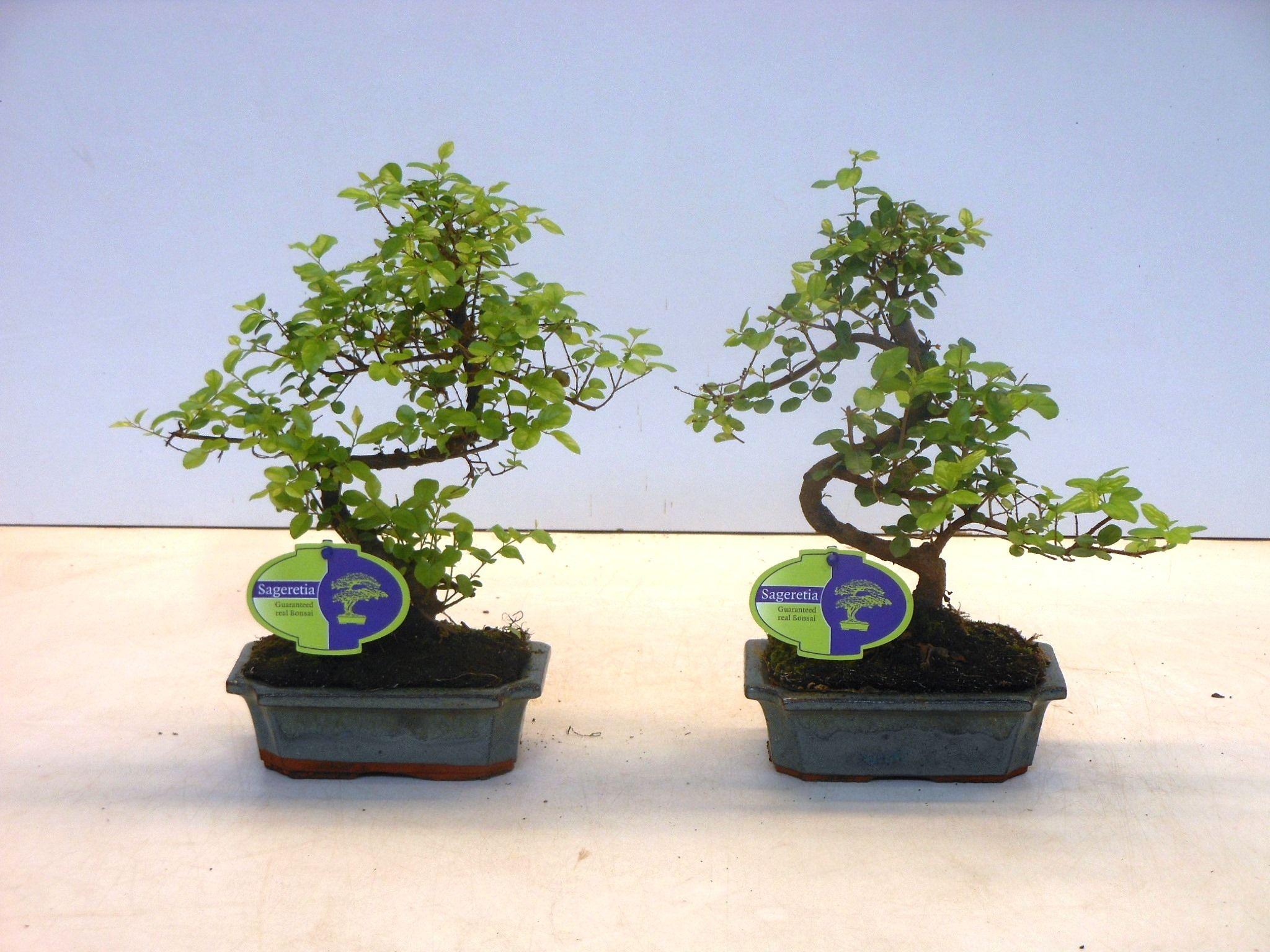 Горшечные цветы и растения оптом Bonsai Sageretia Theezans, 15cm., Shape, Without D от 10шт из Голландии с доставкой по России
