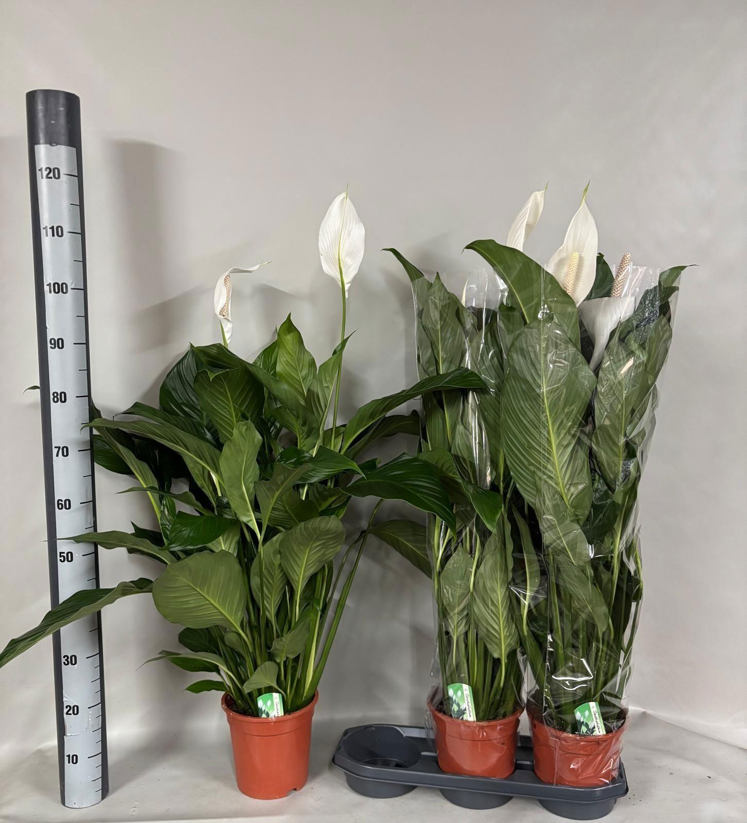 Горшечные цветы и растения оптом Spath Sweet Lauretta от 3шт из Голландии с доставкой по России