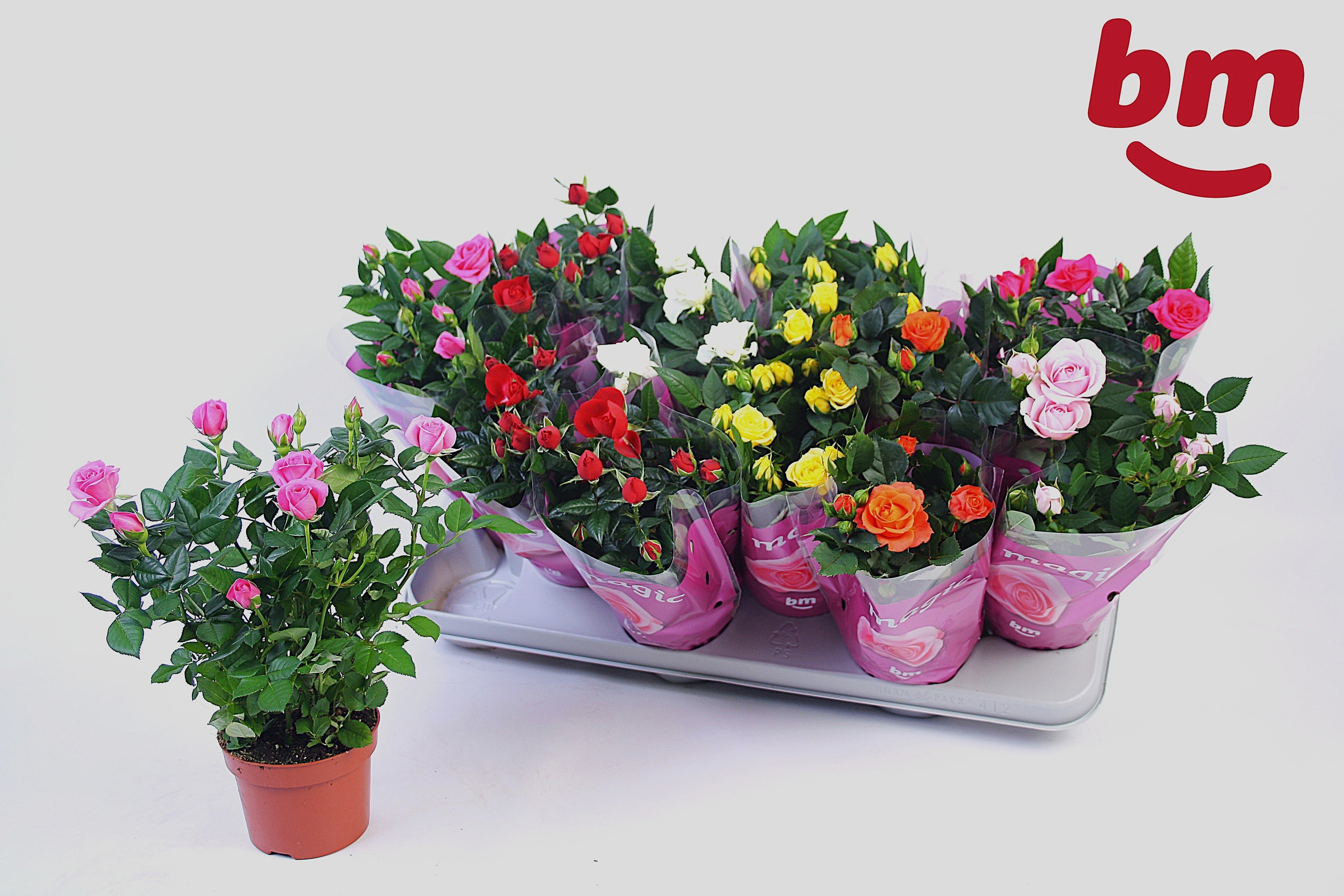 Горшечные цветы и растения оптом Ro B Monde Gem от 12шт из Голландии с доставкой по России