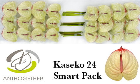 Срезанные цветы оптом Anthurium kaseko от 24шт. из Голландии с доставкой по России