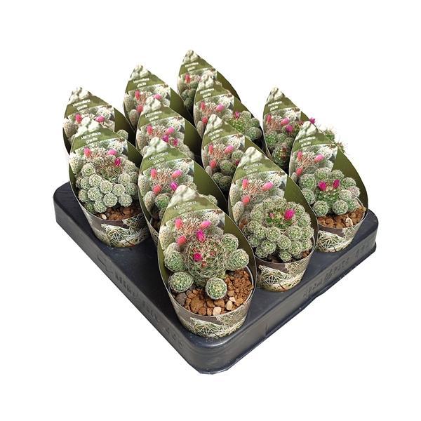 Горшечные цветы и растения оптом Mammillaria Gracilis Potcover от 12шт (для телеги) из Голландии с доставкой по России