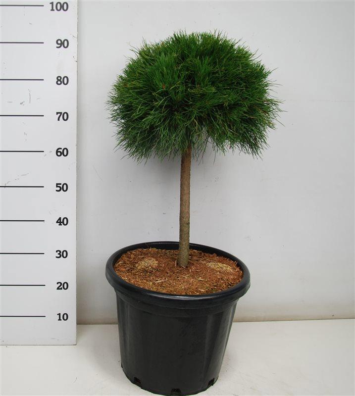 Горшечные цветы и растения оптом Pinus Mugo varella от 1шт из Голландии с доставкой по России