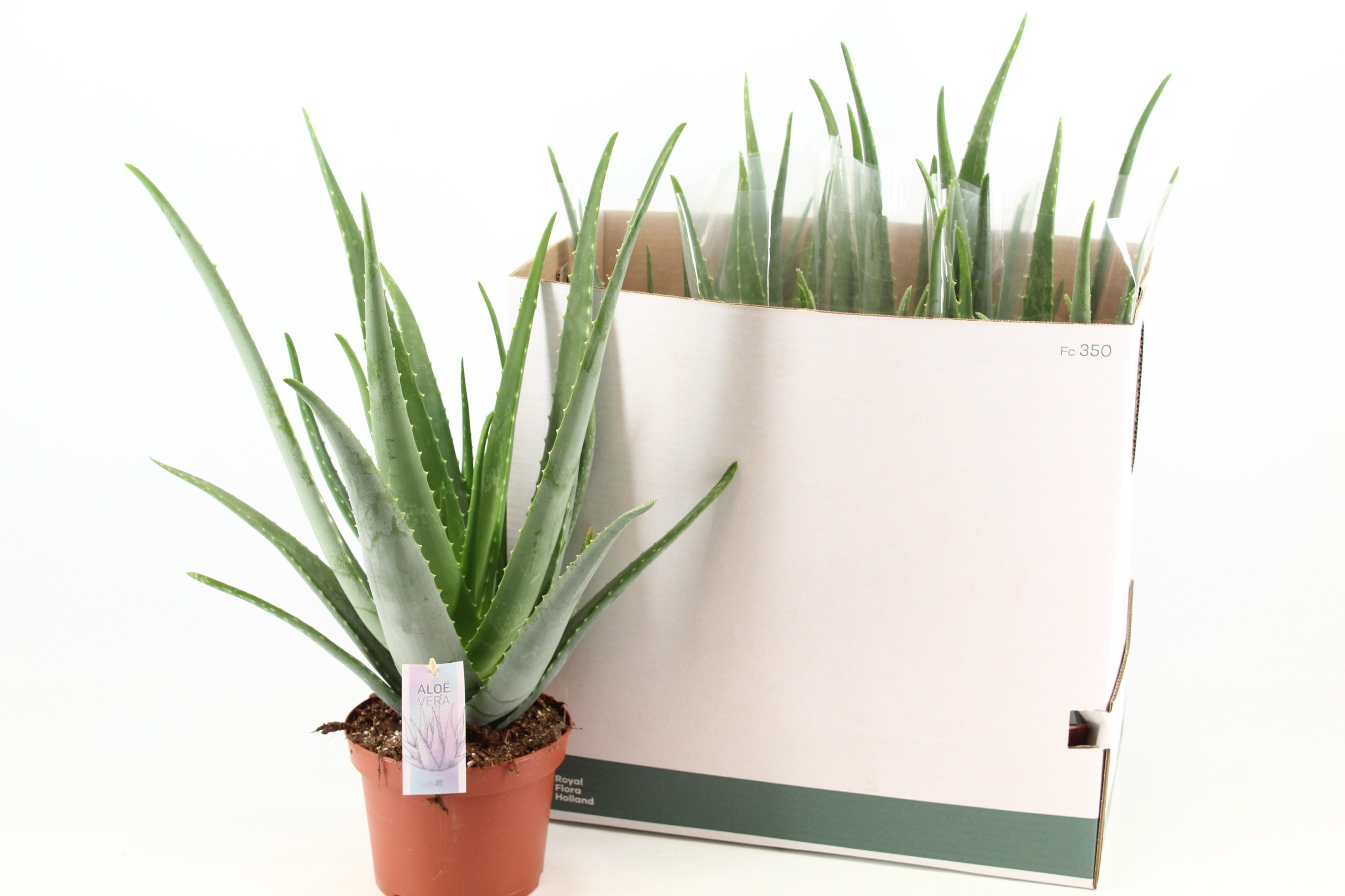 Горшечные цветы и растения оптом Aloe Vera от 5шт из Голландии с доставкой по России