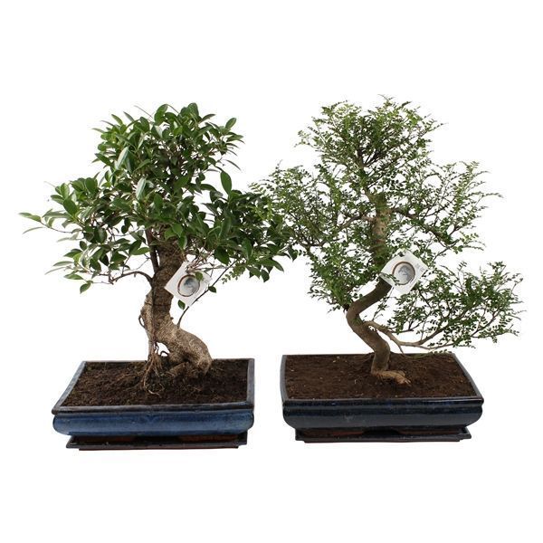 Горшечные цветы и растения оптом Bonsai Mix In Ceramic With Saucer от 1шт из Голландии с доставкой по России