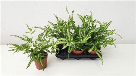 Горшечные цветы и растения оптом Pteris Albolineata от 6шт из Голландии с доставкой по России