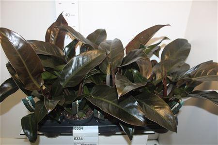 Горшечные цветы и растения оптом Phil Imperial Red от 10шт из Голландии с доставкой по России