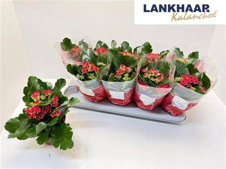 Горшечные цветы и растения оптом Kal Ge Perfecta Red от 10шт из Голландии с доставкой по России