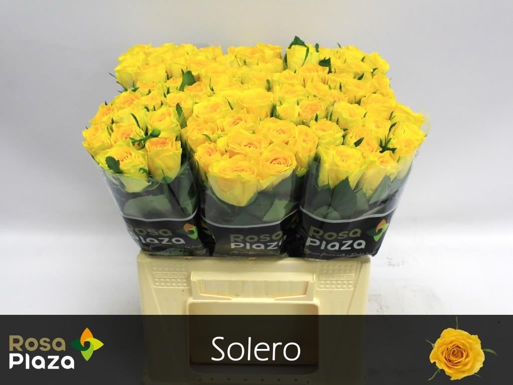 Срезанные цветы оптом Rosa large solero от 80шт из Голландии с доставкой по России