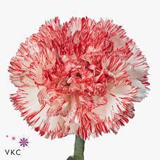 Срезанные цветы оптом Dianthus st montoya от 240шт из Голландии с доставкой по России