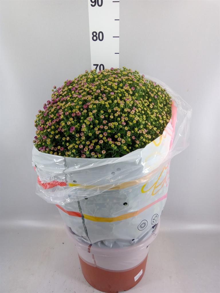 Горшечные цветы и растения оптом Chrysanthemum ..gr от 1шт из Голландии с доставкой по России