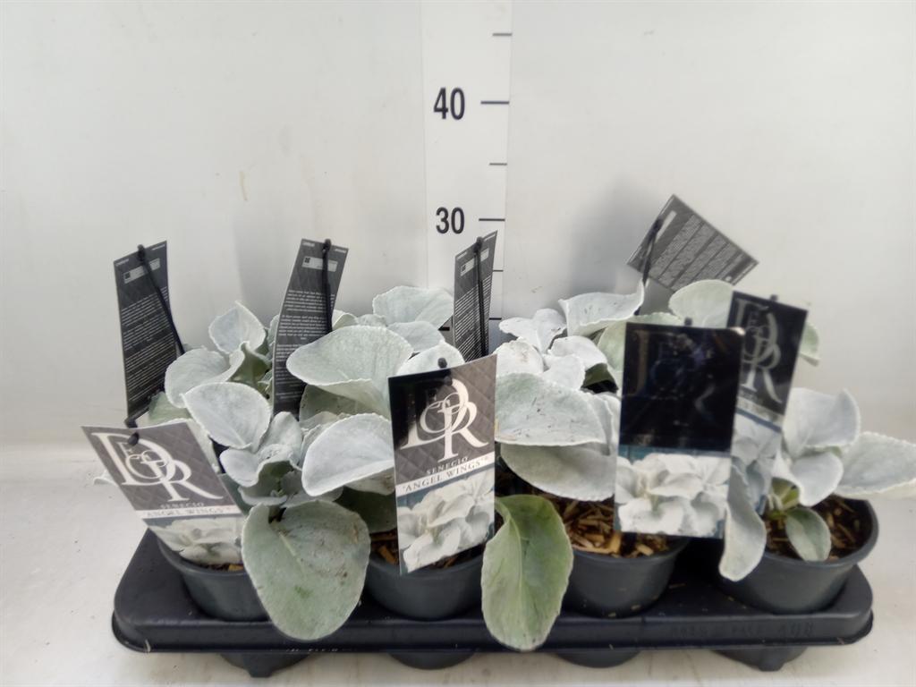 Горшечные цветы и растения оптом Senecio   ... от 8шт из Голландии с доставкой по России