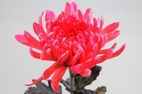 Срезанные цветы оптом Chrys bl paint antonov red от 40шт из Голландии с доставкой по России