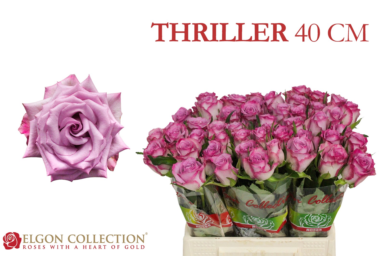 Срезанные цветы оптом Rosa large thriller от 500шт из Голландии с доставкой по России