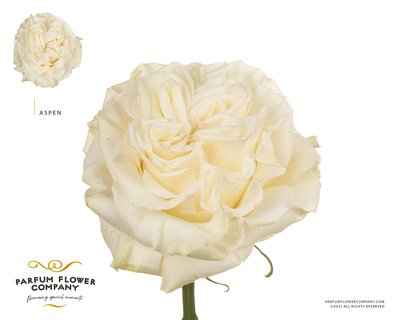 Срезанные цветы оптом Rosa la garden aspen от 24шт из Голландии с доставкой по России