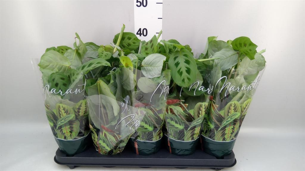 Горшечные цветы и растения оптом Maranta Leuc. kerchoveana от 10шт из Голландии с доставкой по России
