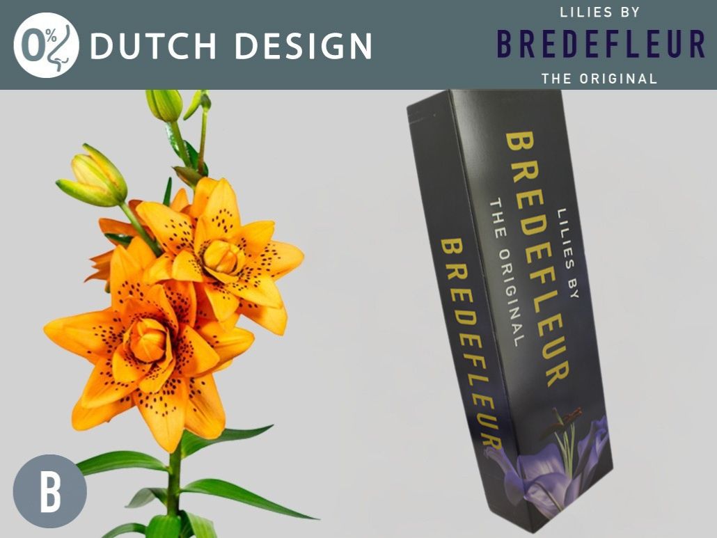 Срезанные цветы оптом Lilium as dutch design от 80шт. из Голландии с доставкой по России