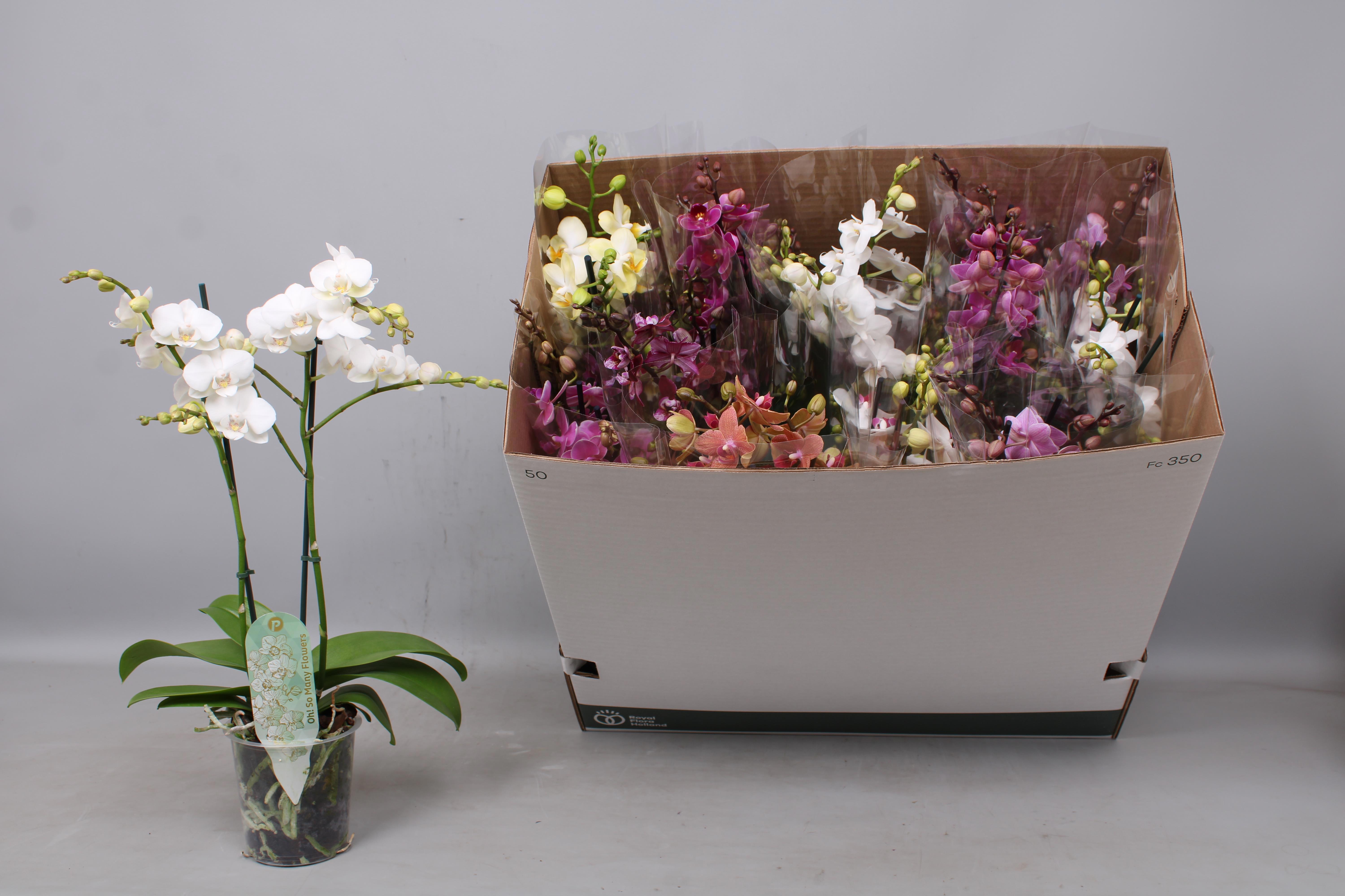 Горшечные цветы и растения оптом Phal Mf Gem 8 Kl от 12шт из Голландии с доставкой по России