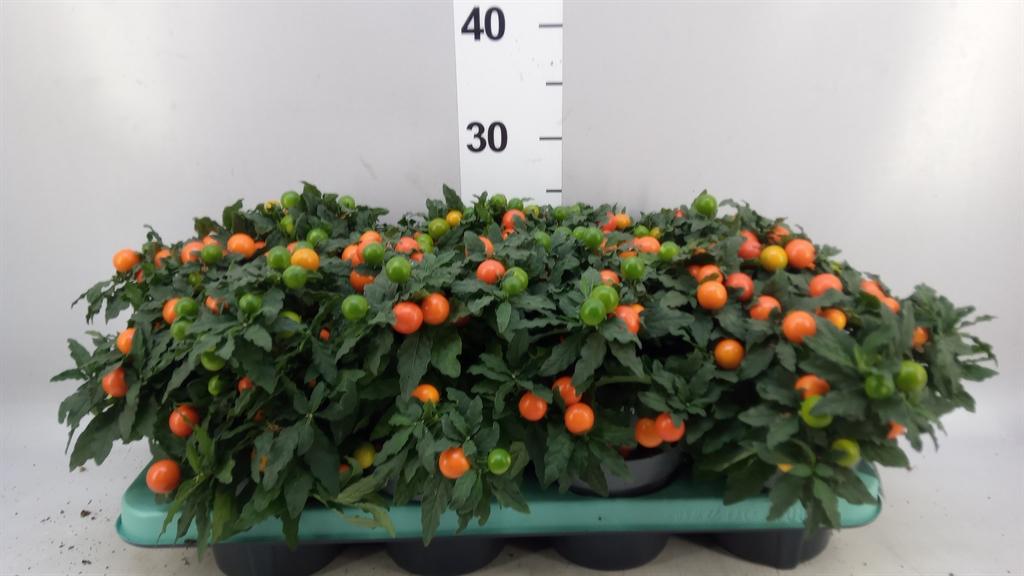 Горшечные цветы и растения оптом Solanum Pseudocapsicum mandarin от 8шт из Голландии с доставкой по России