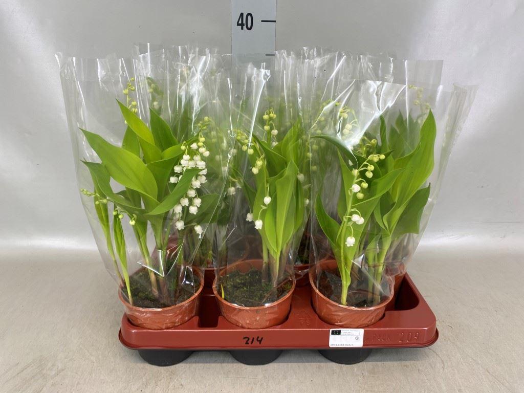 Горшечные цветы и растения оптом Convallaria Majalis от 9шт из Голландии с доставкой по России