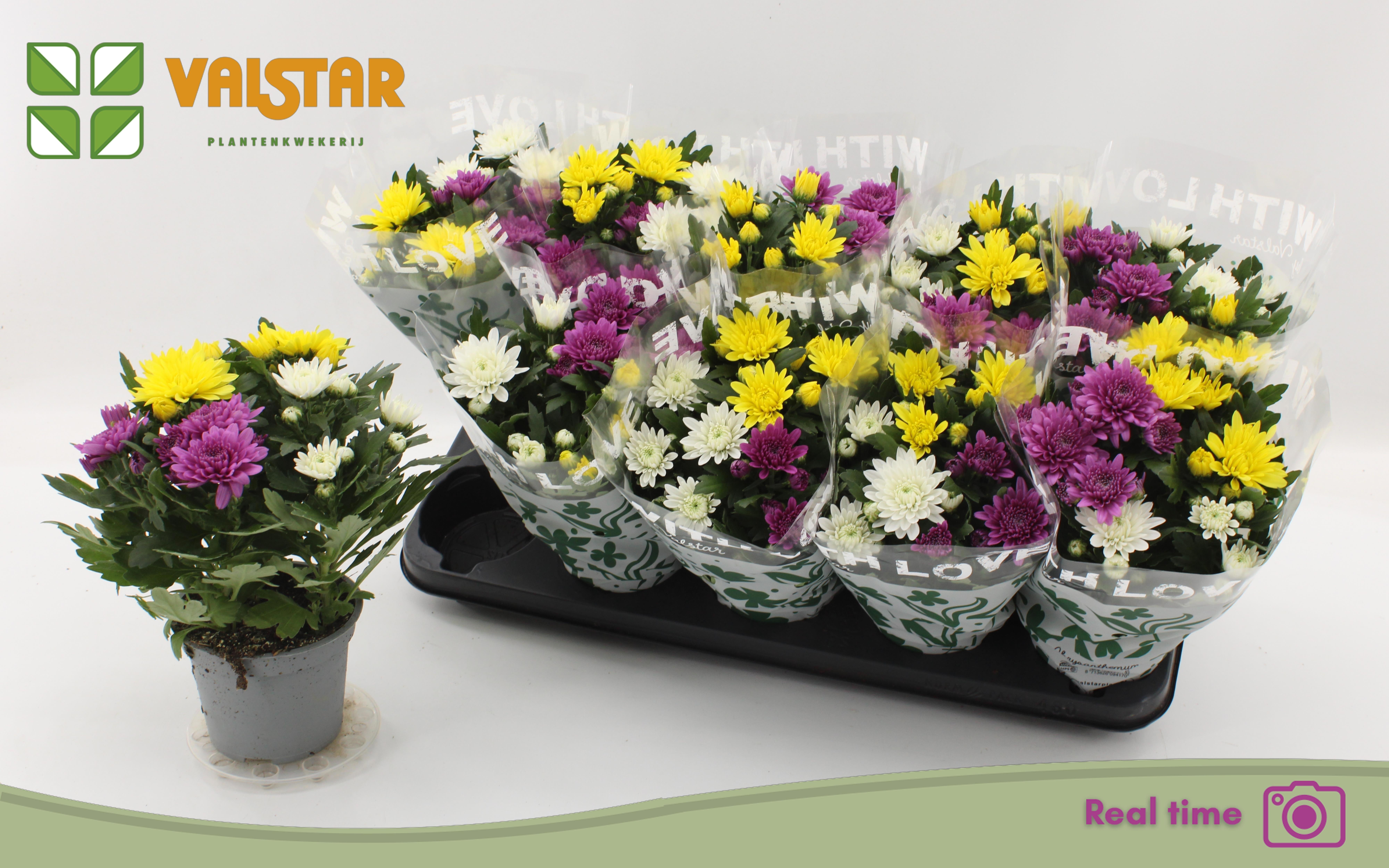 Горшечные цветы и растения оптом Chrys Da Vinc Gem Pt от 10шт из Голландии с доставкой по России