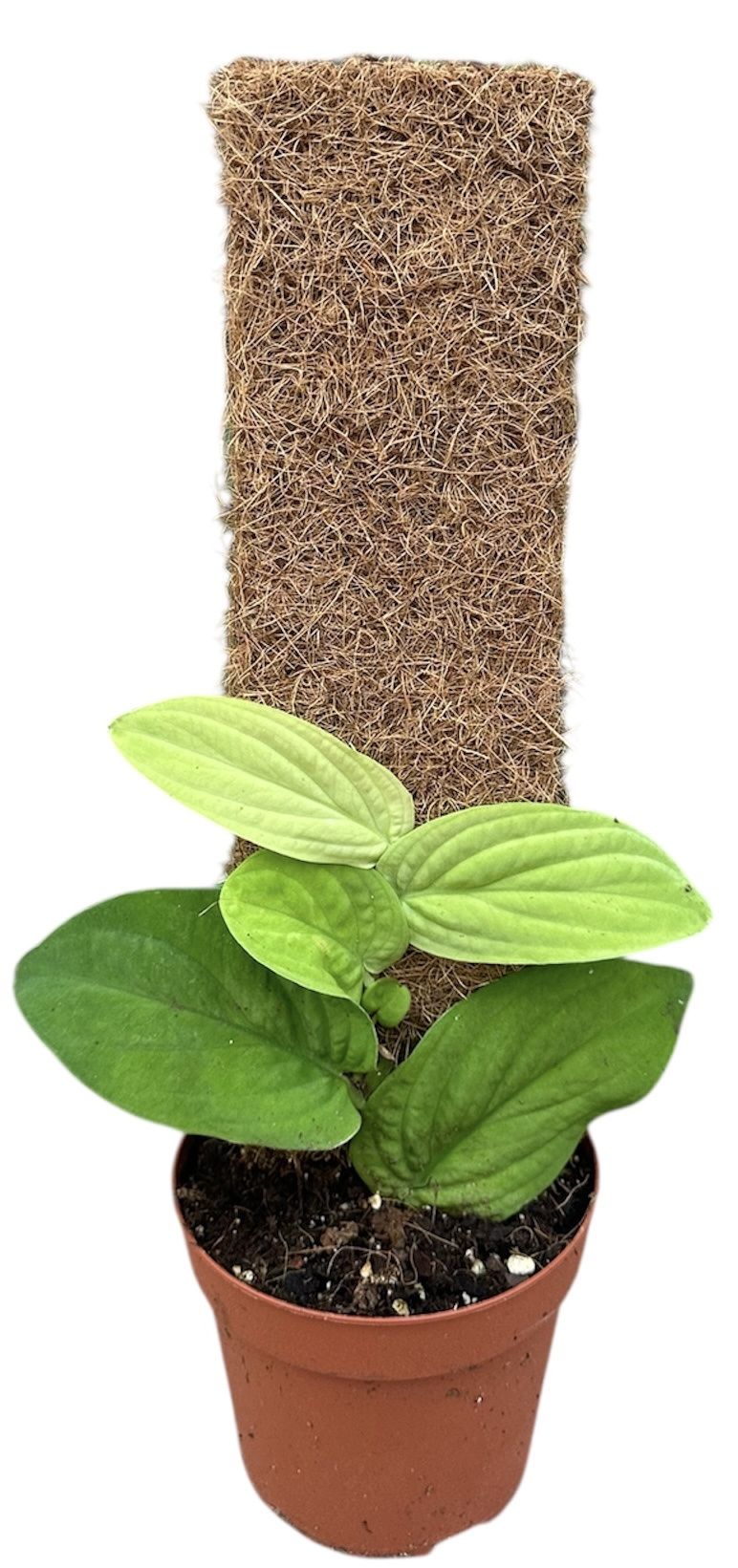 Горшечные цветы и растения оптом Rhaphidophora Korthalsii Aurea от 1шт из Голландии с доставкой по России