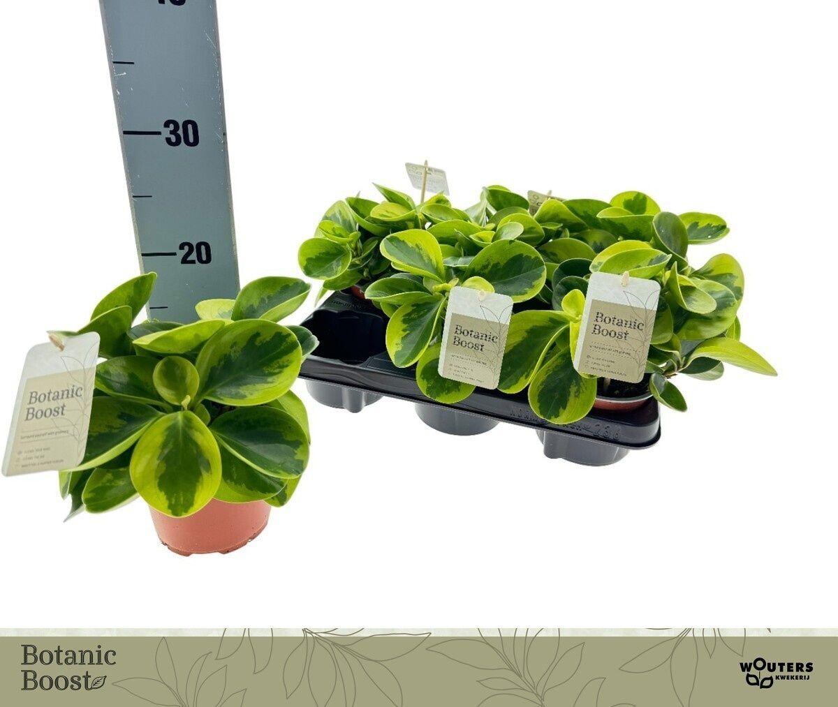 Горшечные цветы и растения оптом Pep Obt Obtipan от 6шт из Голландии с доставкой по России