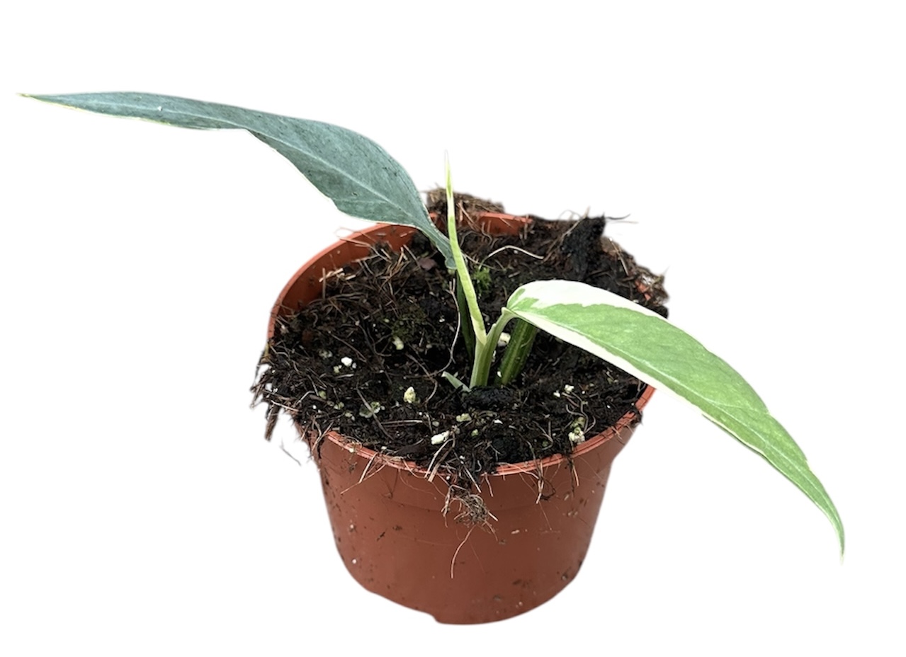 Горшечные цветы и растения оптом Epipremnum Pinnatum Ghostie от 1шт из Голландии с доставкой по России