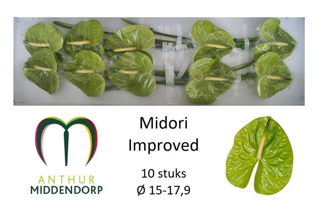 Срезанные цветы оптом Anthurium midori improved от 10шт из Голландии с доставкой по России