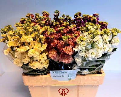 Срезанные цветы оптом Matthiola mix in bucket от 60шт из Голландии с доставкой по России