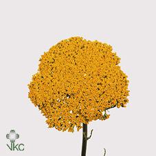 Срезанные цветы оптом Achillea parkers variety от 50шт из Голландии с доставкой по России