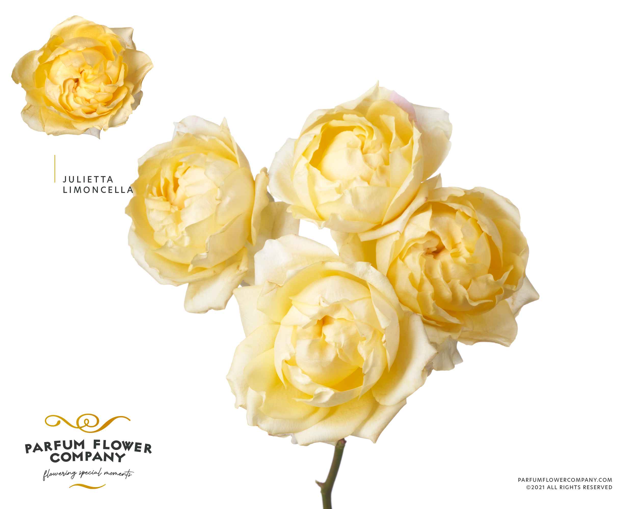 Срезанные цветы оптом Rosa sp garden julietta limoncelo от 12шт из Голландии с доставкой по России