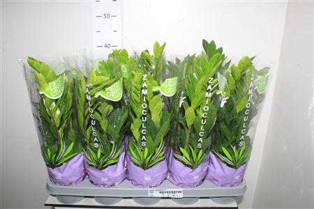 Горшечные цветы и растения оптом Zamio Zamiifolia 4+ от 10шт из Голландии с доставкой по России