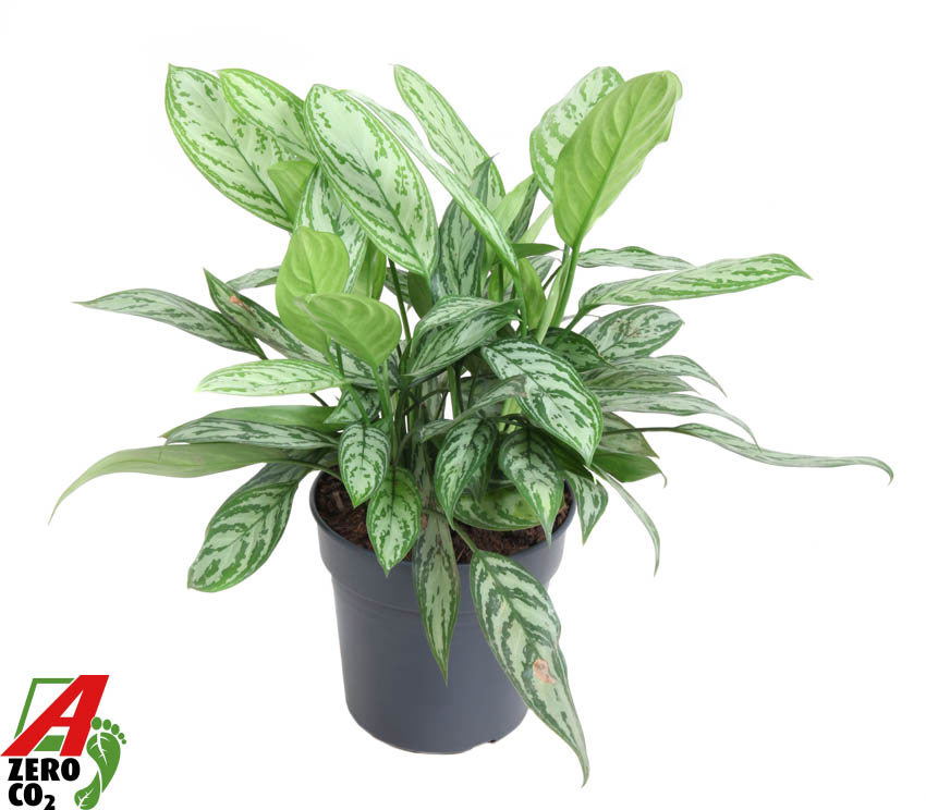 Горшечные цветы и растения оптом Aglaonema Silver Queen от 1шт из Голландии с доставкой по России