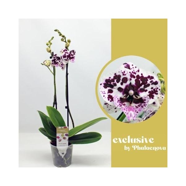 Горшечные цветы и растения оптом Phal 2st Speechless Elegance 14+ (phalaenova) от 10шт из Голландии с доставкой по России