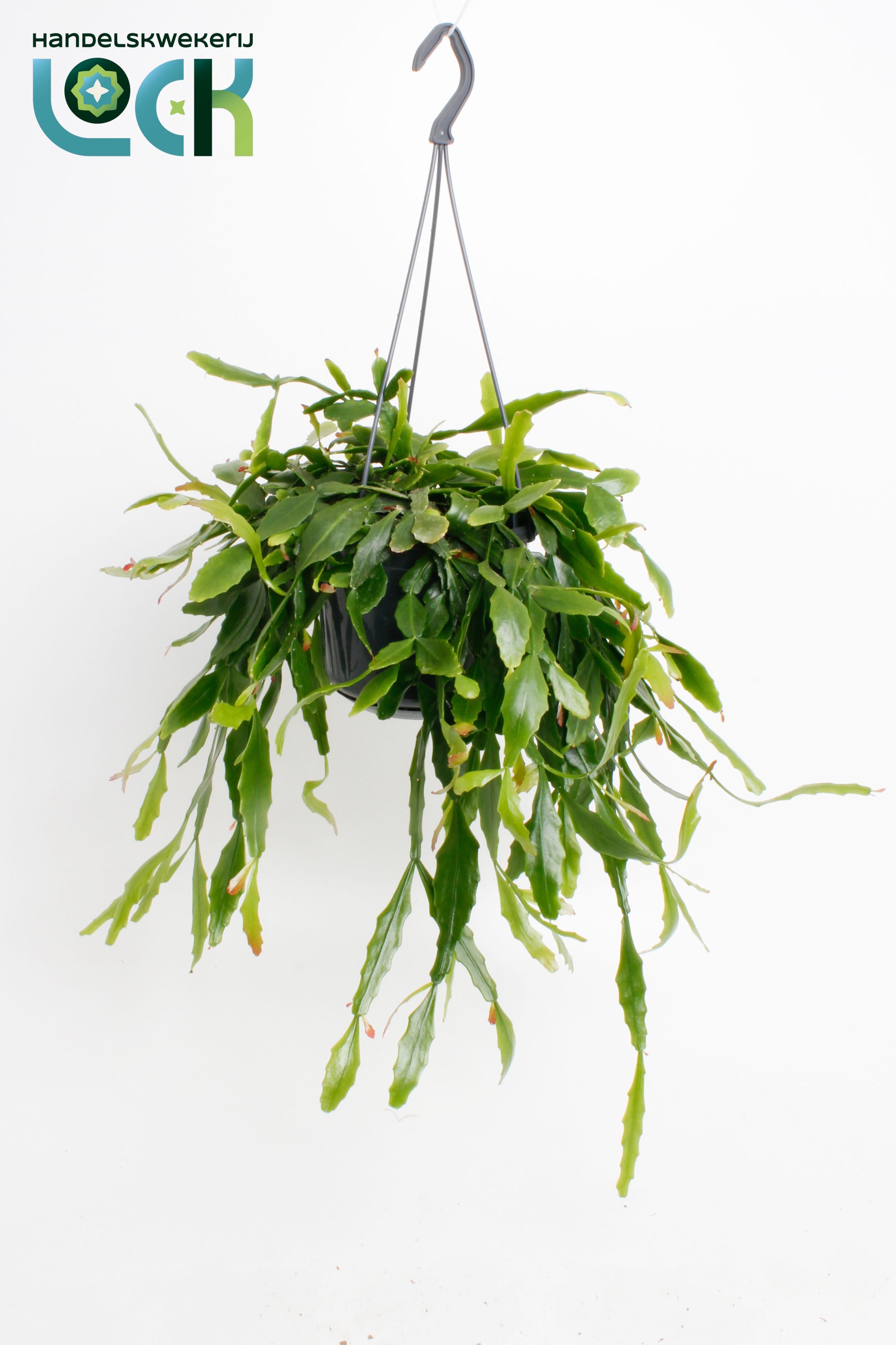 Горшечные цветы и растения оптом Rhipsalis Crispata от 7шт из Голландии с доставкой по России