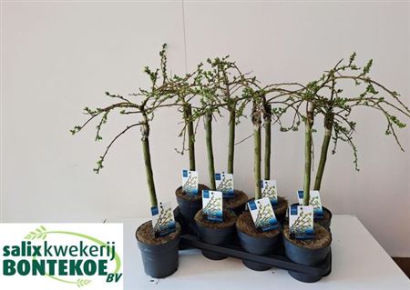 Горшечные цветы и растения оптом Salix Arbuscula от 8шт из Голландии с доставкой по России