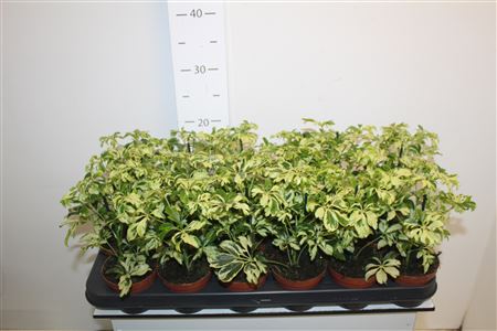 Горшечные цветы и растения оптом Schef Ar Janine от 18шт (для телеги) из Голландии с доставкой по России