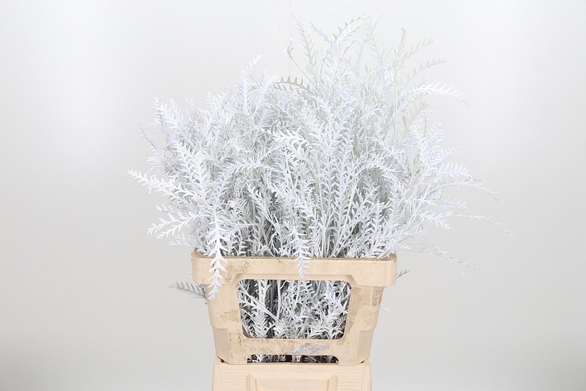 Срезанные цветы оптом Grevillea ivanhoe paint white от 50шт из Голландии с доставкой по России