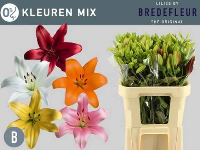 Срезанные цветы оптом Lilium la flexline mix от 60шт из Голландии с доставкой по России