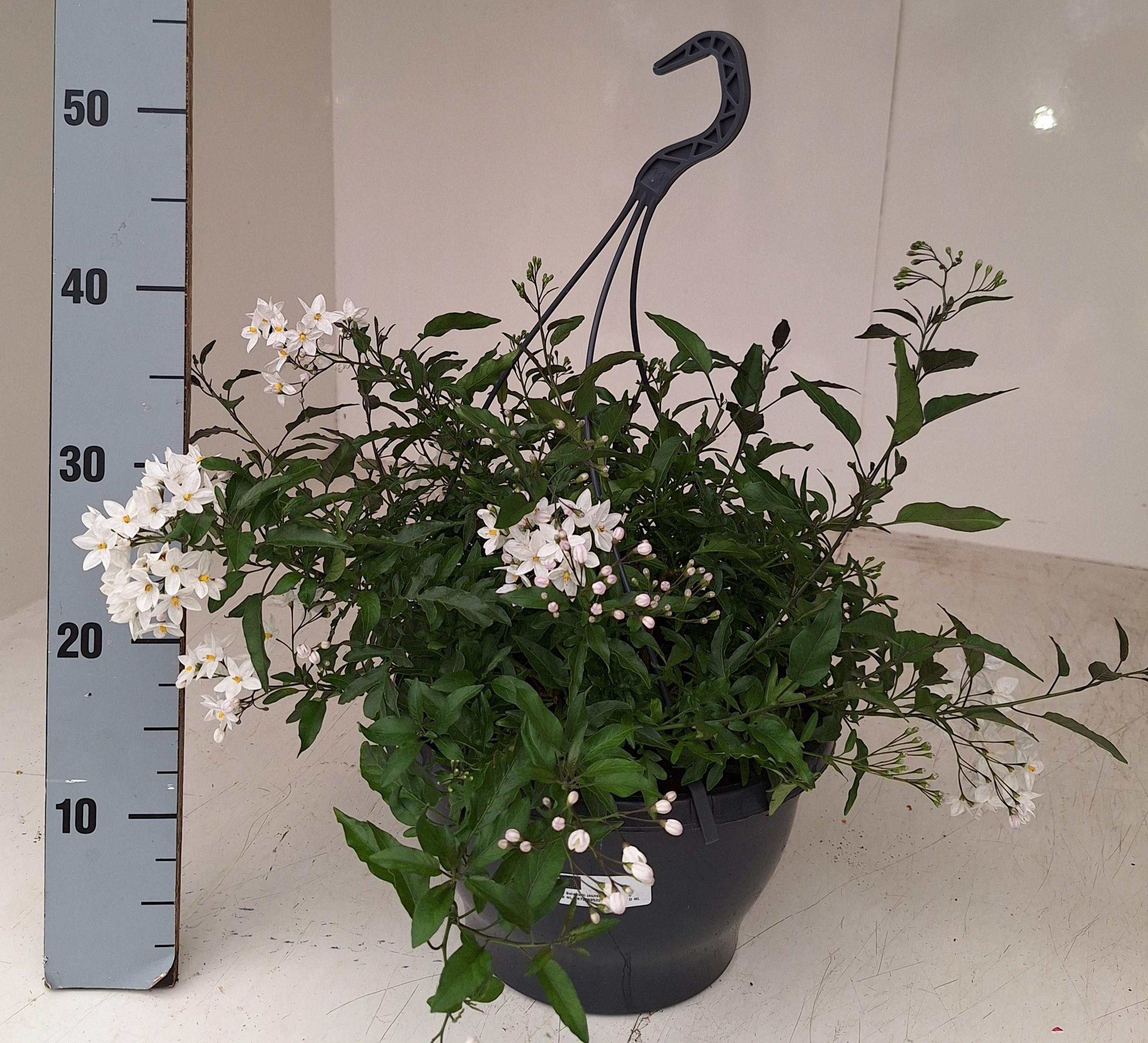 Горшечные цветы и растения оптом Solanum Jasminoides от 1шт из Голландии с доставкой по России Горшечные цветы и растения оптом Solanum Jasminoides от 1шт из Голландии с доставкой по России