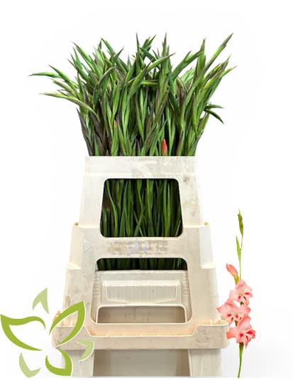 Срезанные цветы оптом Gladiolus sm nathalie от 100шт из Голландии с доставкой по России