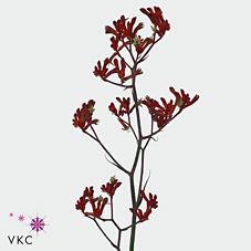 Срезанные цветы оптом Anigozanthos bush ruby от 80шт из Голландии с доставкой по России