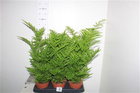 Горшечные цветы и растения оптом Pteris Straminea от 6шт из Голландии с доставкой по России