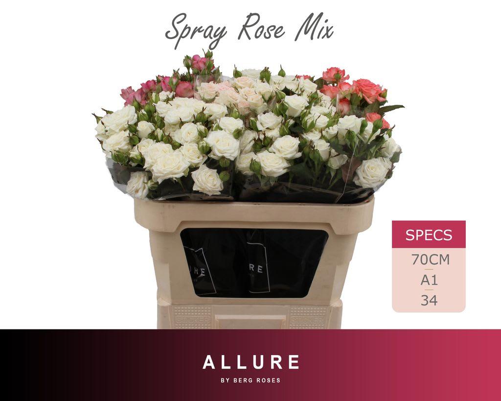 Срезанные цветы оптом Rosa spray mix allure от 25шт из Голландии с доставкой по России